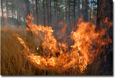 Prescribed Burn