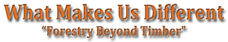 What Makes Us Different - Forestry Beyonf Timber