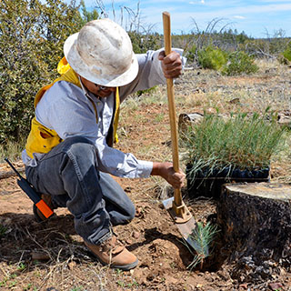 Consulting Foresters